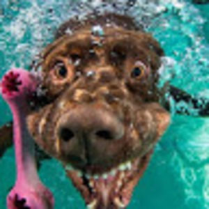 Meet your Posher, Mia